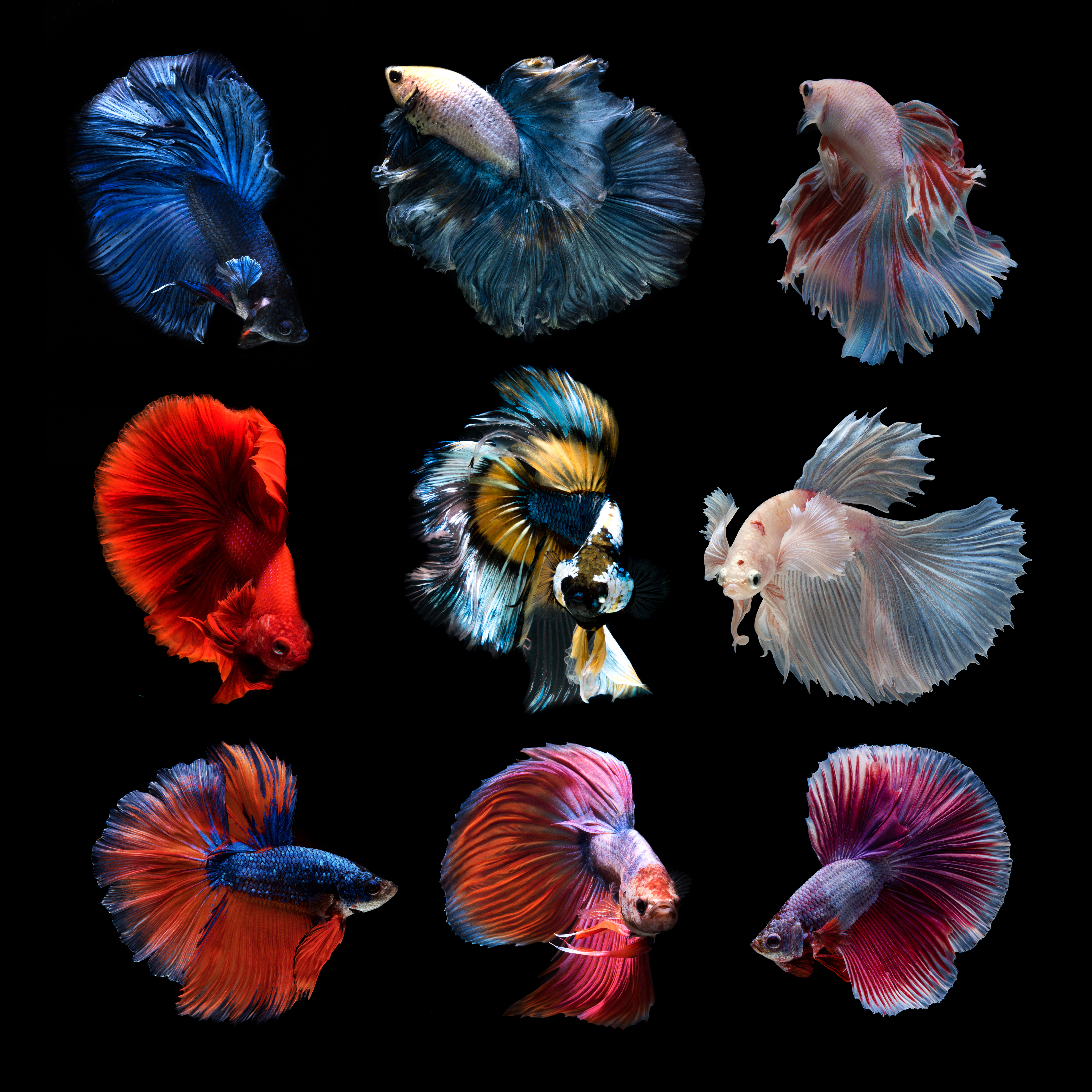 Ornamental Fish